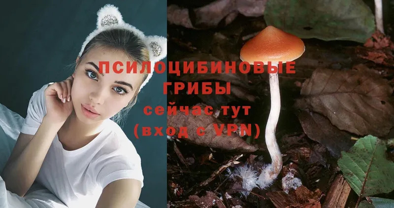 где купить наркоту  Красноперекопск  Псилоцибиновые грибы Magic Shrooms 